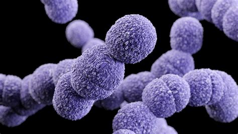 Streptococcus B Test