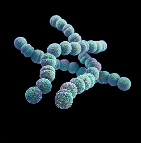 Streptococcus Pyogenes Bacteria