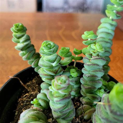 String Of Buttons