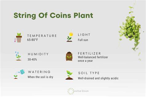 String Of Coins Care