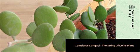 String Of Coins Plant