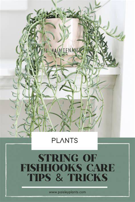 String Of Fishhooks
