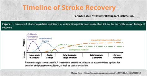 Stroke Recovery Timeline