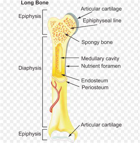 Structure Of A Long Bone