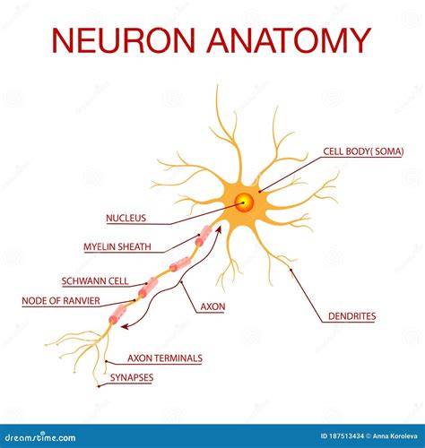 Structure Of A Neuron