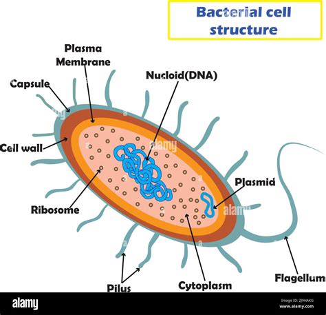 Structure Of Bacterial Cell