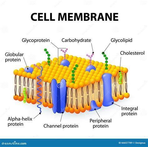 Structure Of Cell Membrane