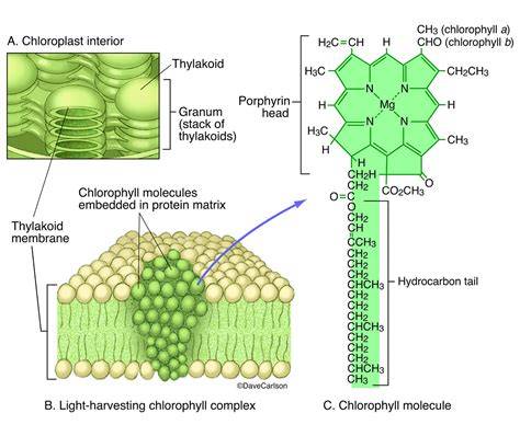Structure Of Chlorophyll