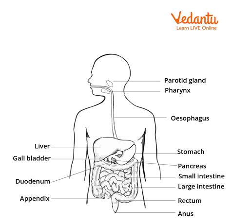 Structure Of Digestive System