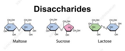 Structure Of Disaccharides