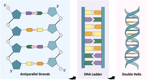 Structure Of Dna