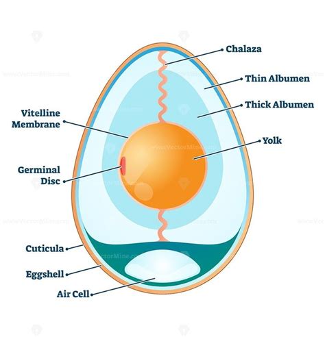 Structure Of Egg
