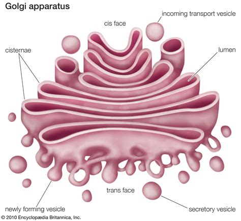 Structure Of Golgi Apparatus