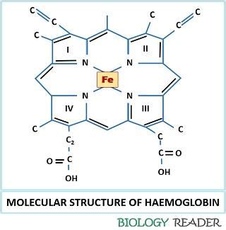 Structure Of Haemoglobin