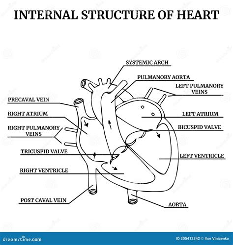 Structure Of Heart Diagram