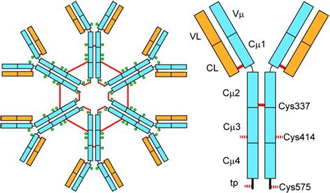 Structure Of Immunoglobulin M
