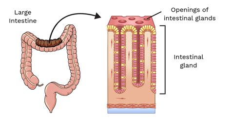 Structure Of Large Intestine