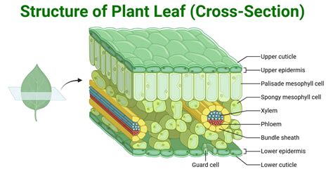 Structure Of Leaves