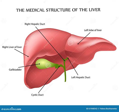 Structure Of Liver