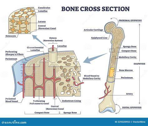 Structure Of Long Bone
