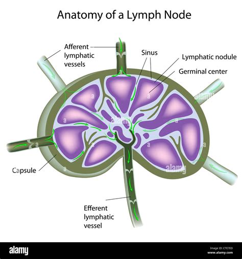Structure Of Lymph Node