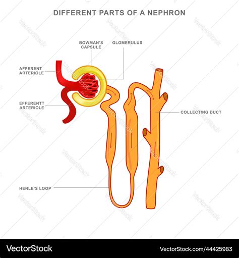 Structure Of Nephron