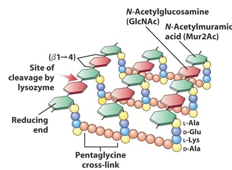 Structure Of Peptidoglycan