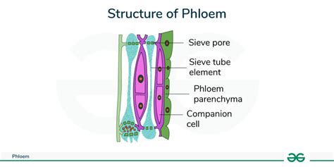 Structure Of Phloem