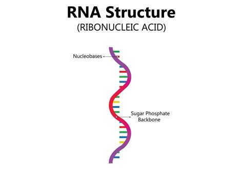 Structure Of Rna