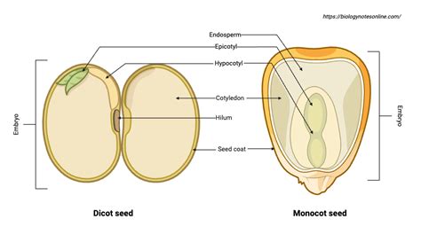 Structure Of Seed