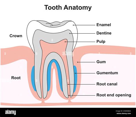 Structure Of Teeth