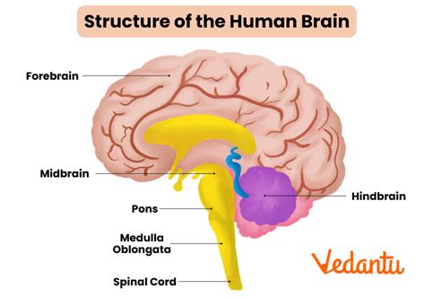 Structure Of The Brain