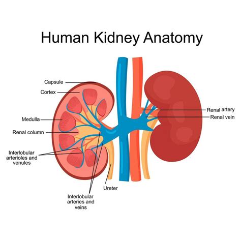 Structure Of The Kidney