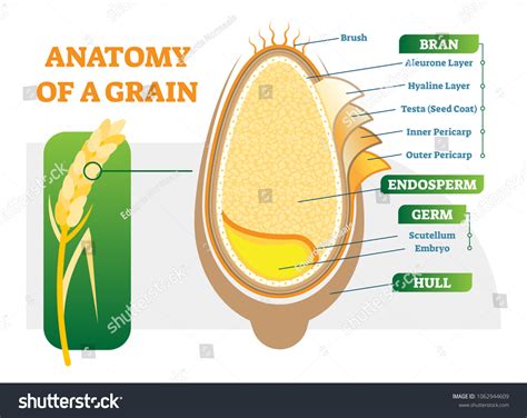 Structure Of Wheat Grain