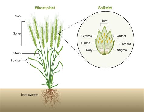 Structure Of Wheat