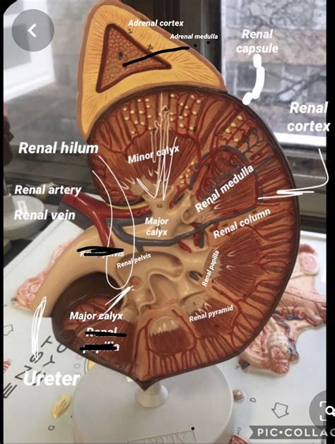 Suprarenal Medulla Highlighted