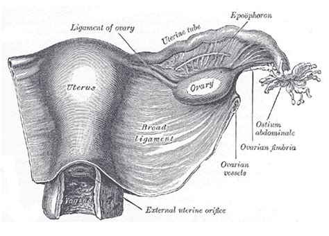 Suspensory Ligament Of Ovary