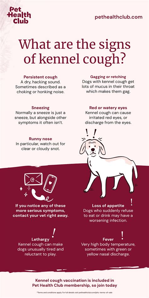 Symptoms Of Kennel Cough