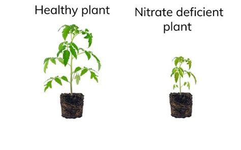 Symptoms Of Nitrate Deficiency In Plants