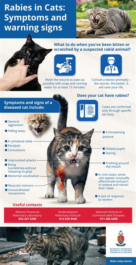 Symptoms Of Rabies In Cats