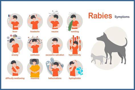 Symptoms Of Rabies