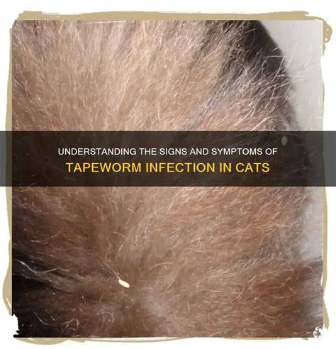 Symptoms Of Tapeworm In Kittens