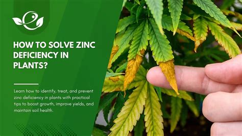 Symptoms Of Zinc Deficiency In Plants