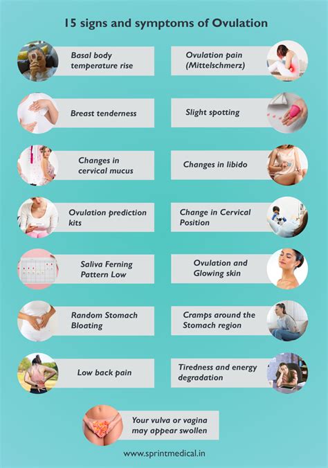 Symptoms To Ovulation