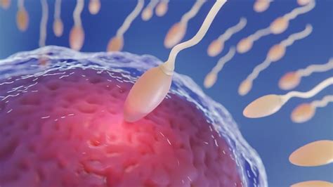 Symptoms When Sperm Meets Egg