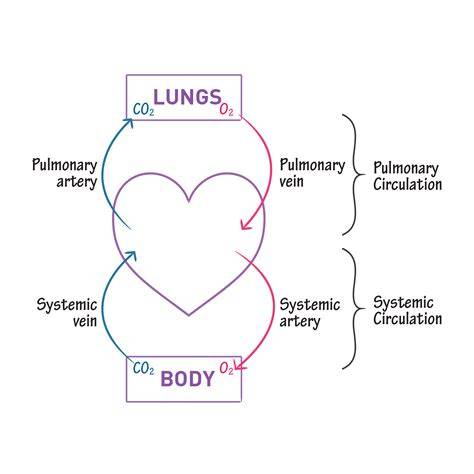 Systemic Vs Pulmonary Circulation