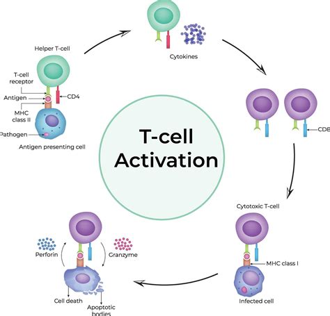 T Snticonsective Process