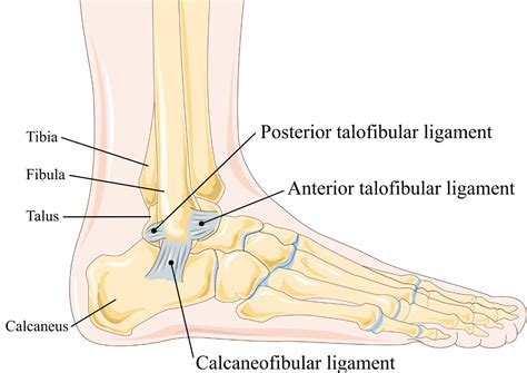 Talofibular Anterior Ligament