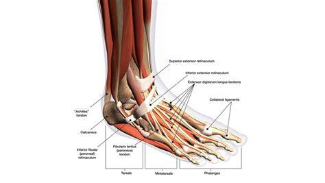 Tendons In Ankle