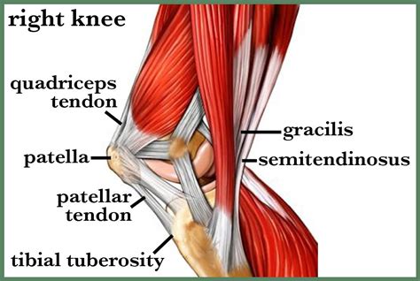 Tendons In Knee Anatomy